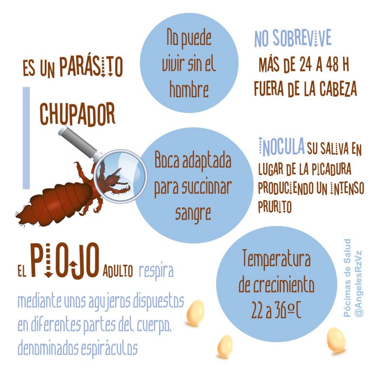 Curiosidades sobre los piojos Pocimas de salud