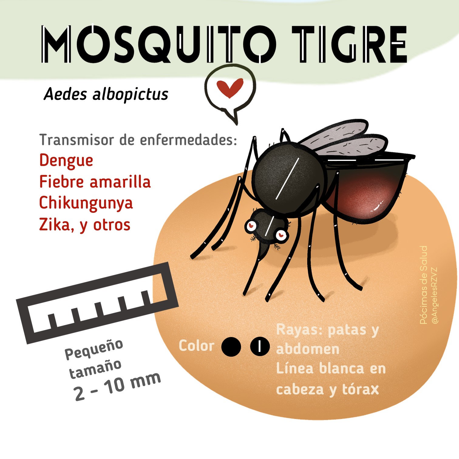 todo-sobre-el-mosquito-tigre-en-im-genes-pocimas-de-salud